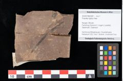 Foto (Objekt + Etikett) von Poacites rigidus Heer (NHMW-GEO-2024-0188-0381)